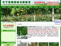 山东法桐